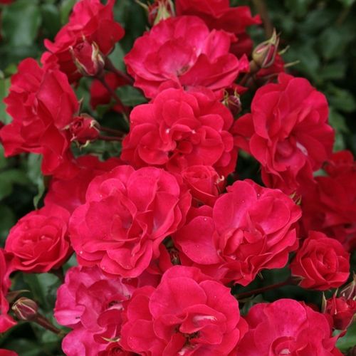 Rosa Rotilia® - rood - Stamroos - Eenvoudige bloemenbossige kroonvorm